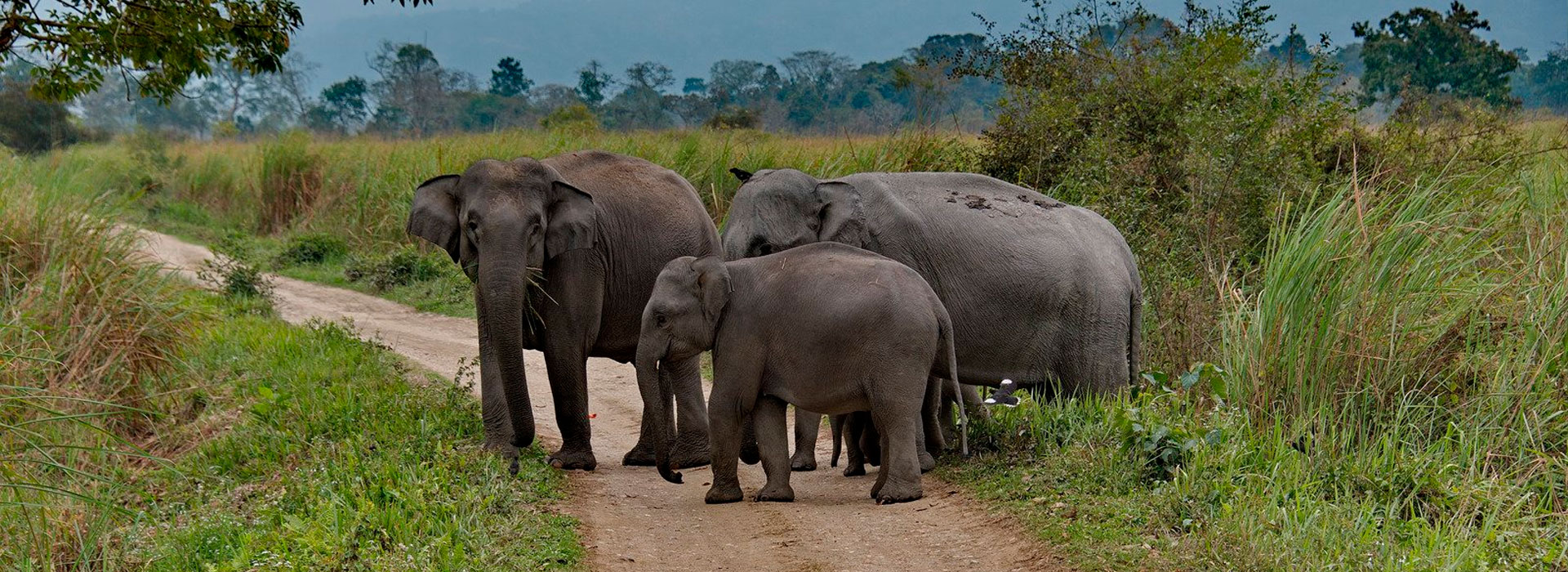 Assam Heritage & Wilderness Journey